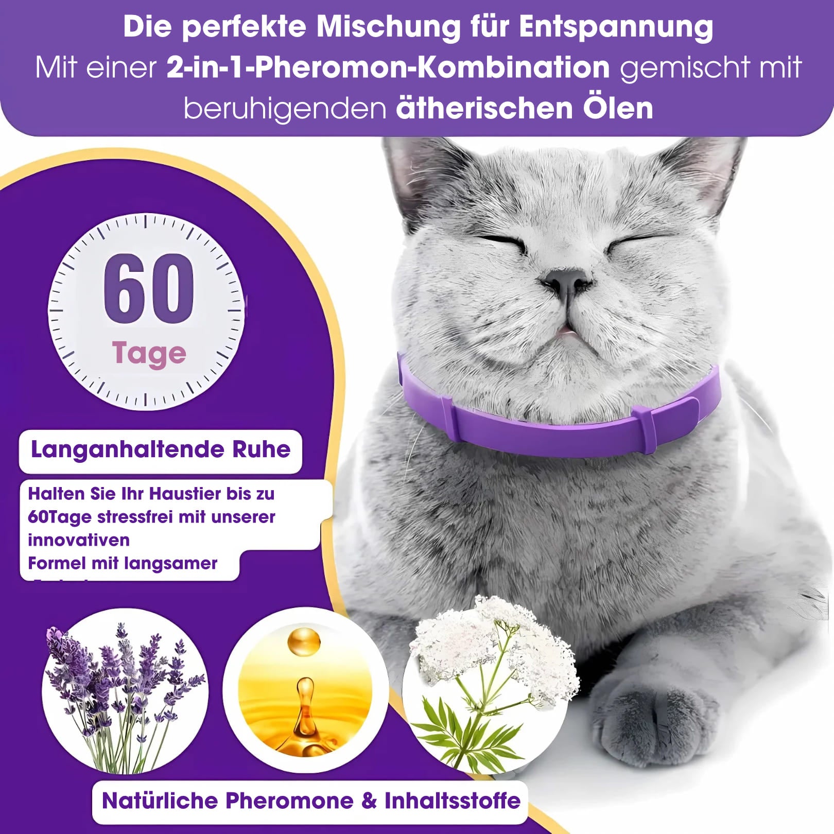 Calmi - Katze