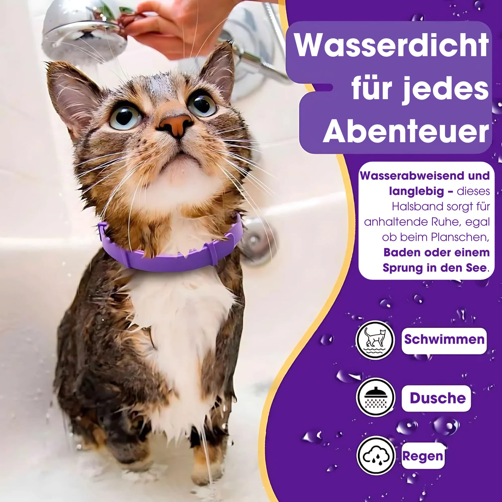 Calmi - Katze