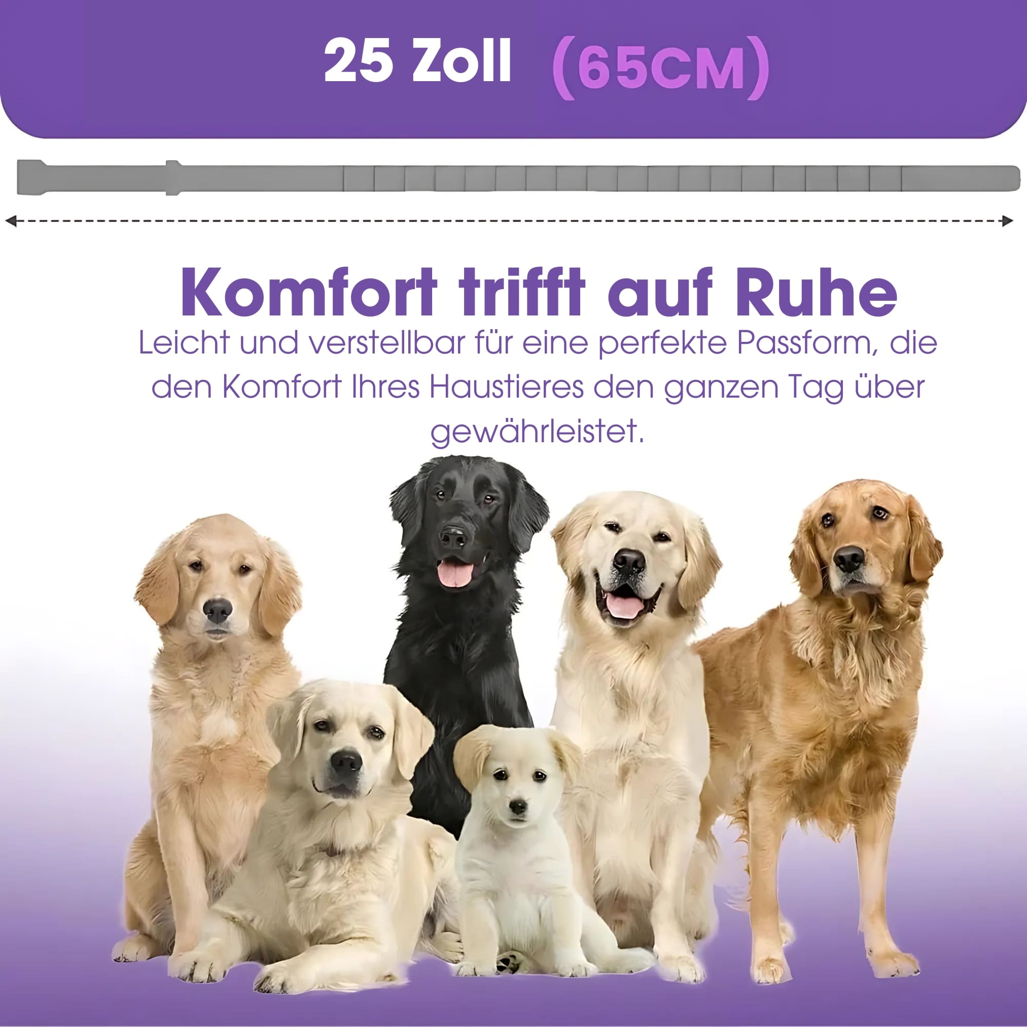 Calmi - Hund