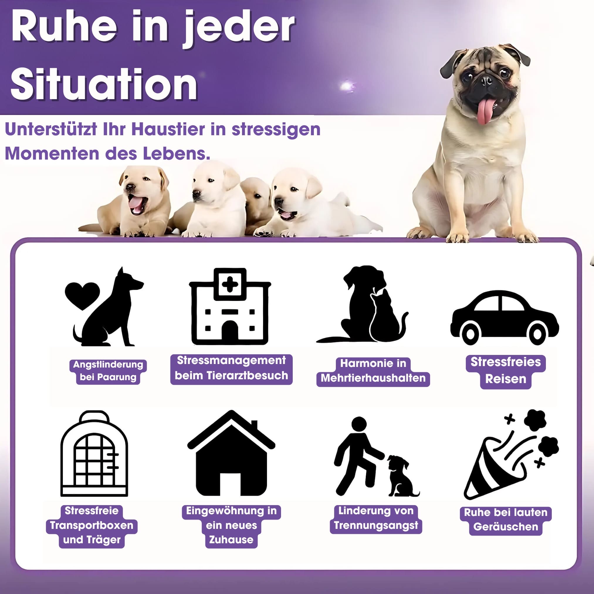 Calmi - Hund