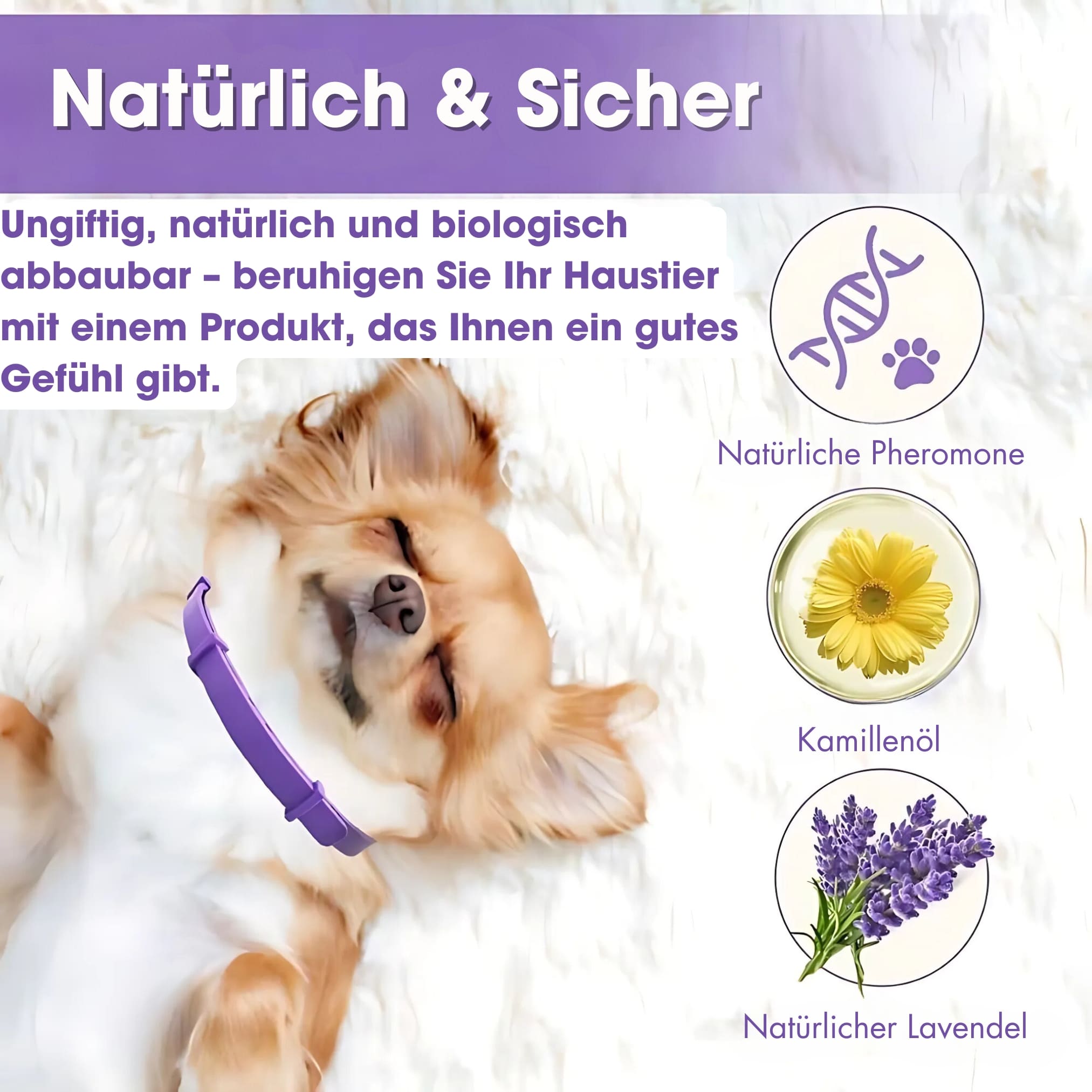 Calmi - Hund